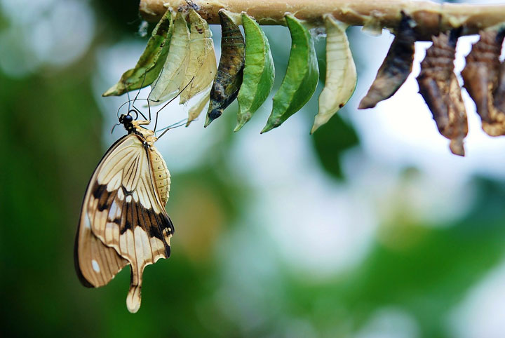 Butterfly freed from cocoon