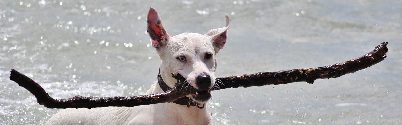 Dog with baton