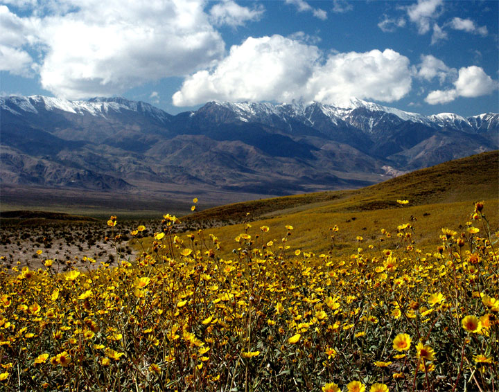 Death Valley super bloom