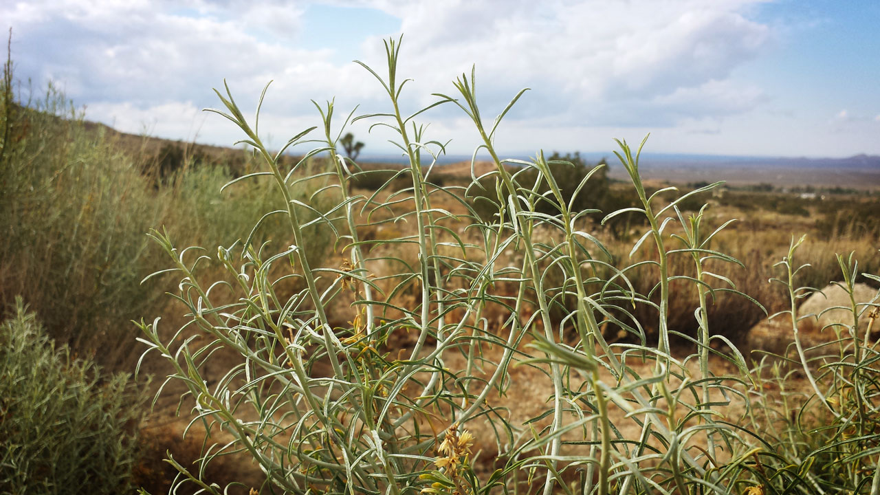 Desert Plants