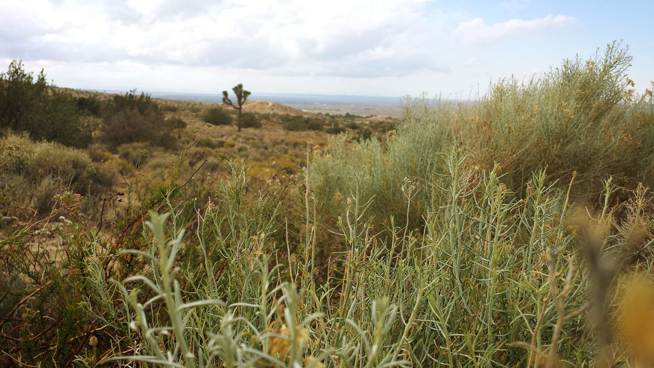 Desert Plants