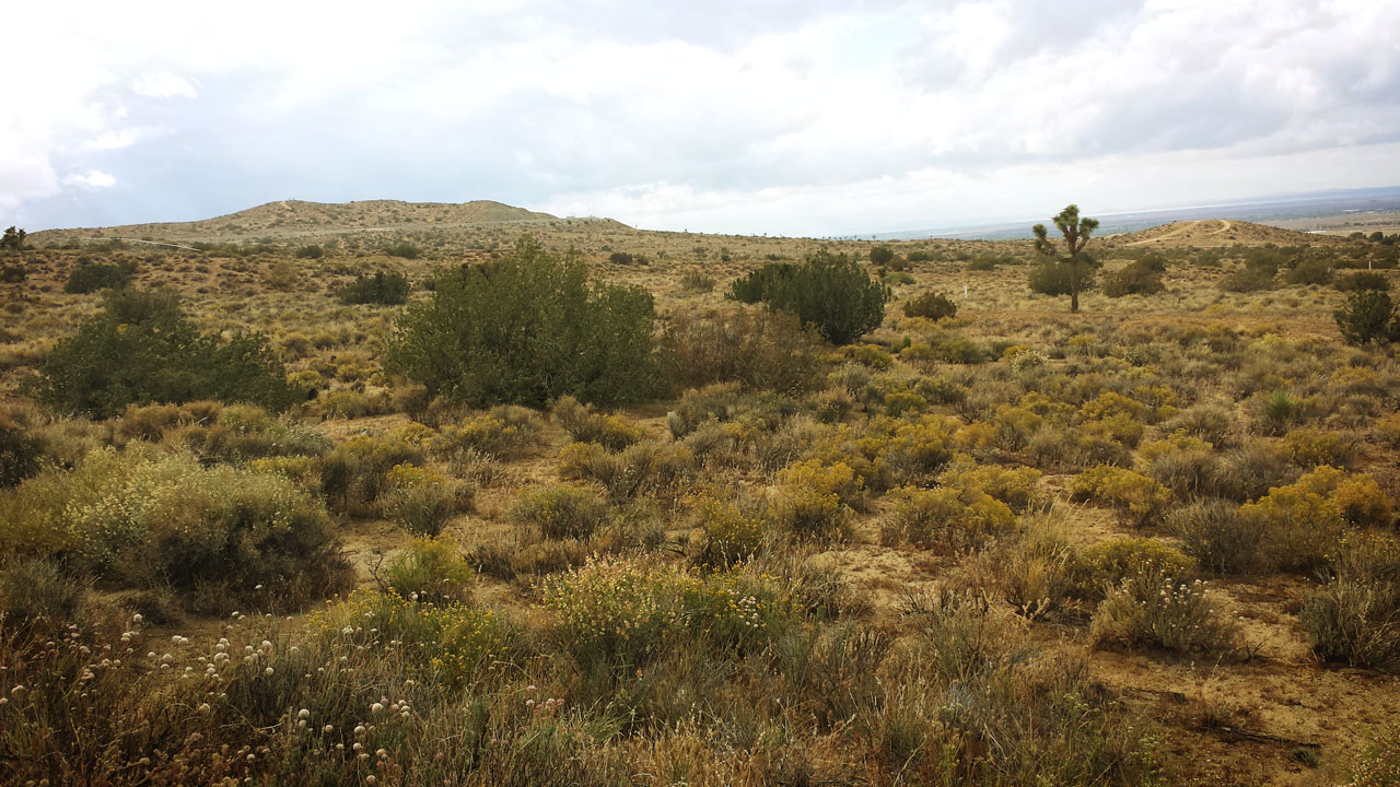 Desert Plants