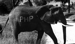 PHP 5.5 update and JSON: A battle for freedom 0