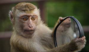 Chaos Monkey for Managers: Building Resilient Teams