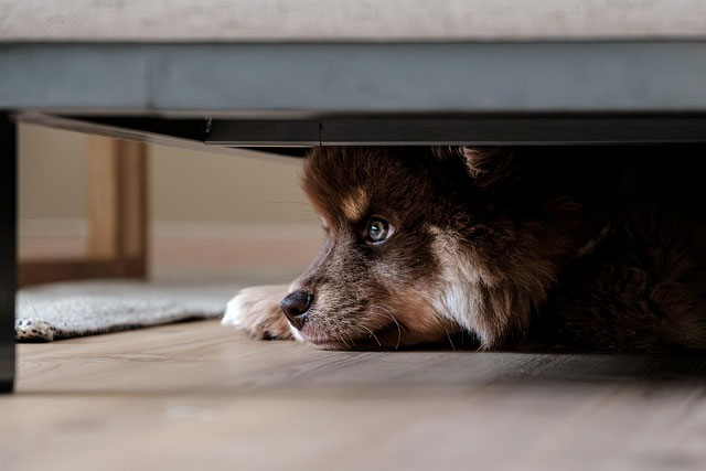 Dog and temptation