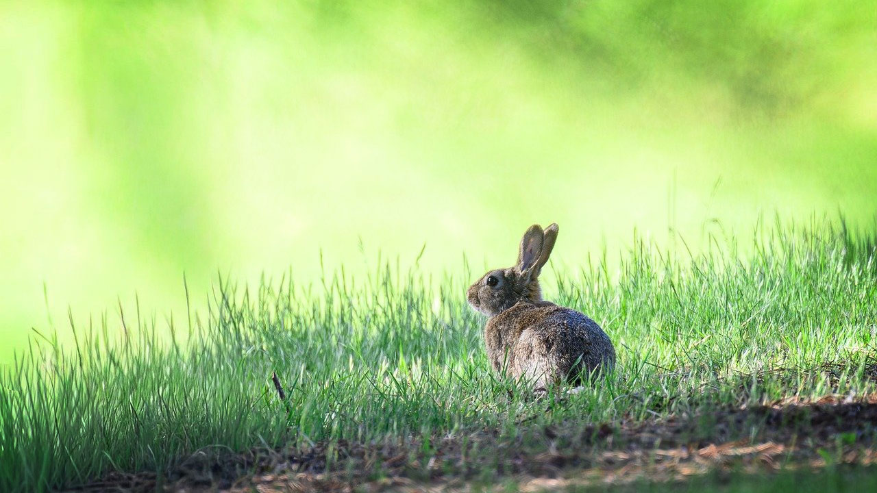 The App Developer's Attachment Issues