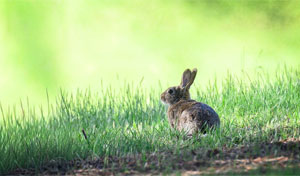 The App Developer's Attachment Issues