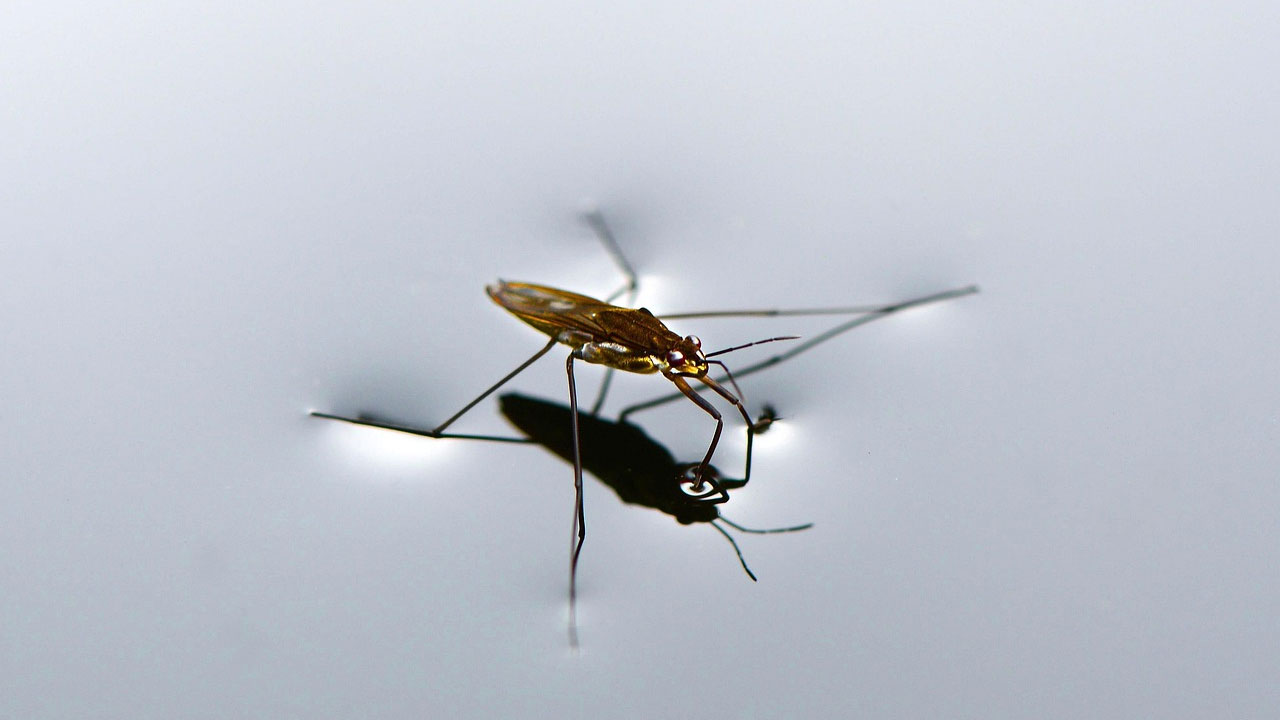 We Don't Fix Bugs, We Build Features