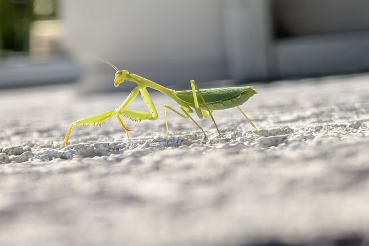 Praying mantis bug