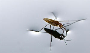 We Don't Fix Bugs, We Build Features