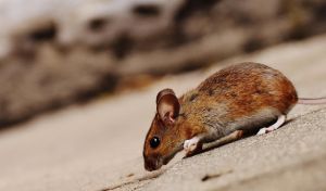 Last year, all my non-programmer friends built apps