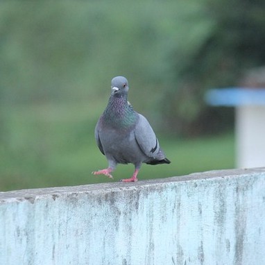 Pigeon